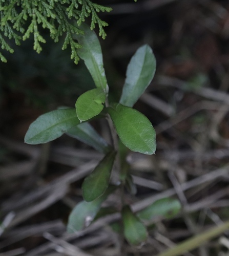Corokia × virgata, photograph 3