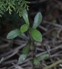 Corokia × virgata, photograph (c) sam-rajnikant, some rights reserved (CC BY)