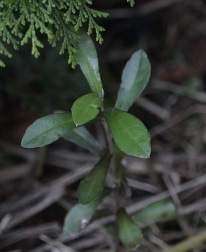 Corokia × virgata, photograph 4