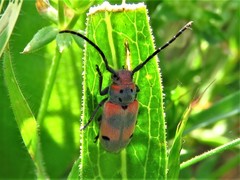 Tetraopes discoideus