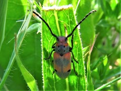 Tetraopes discoideus
