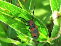 Tetraopes discoideus
