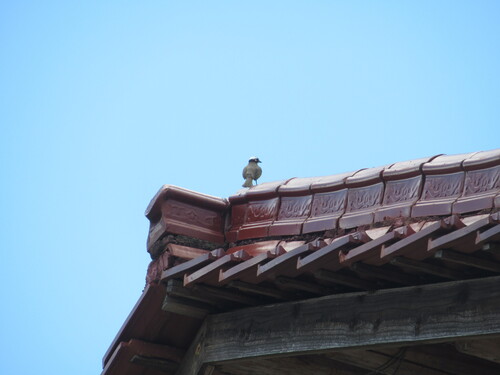 Light-vented Bulbul