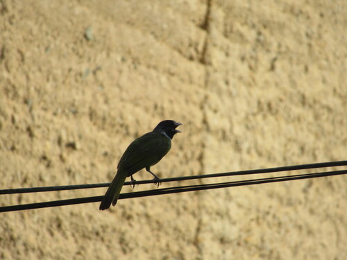Collared Finchbill