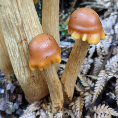 Pholiota malicola