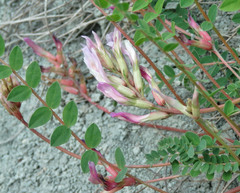 Astragalus monspessulanus