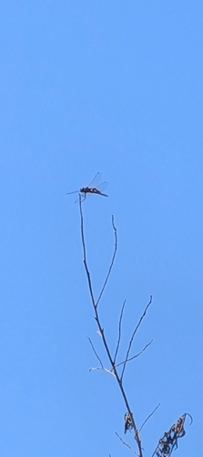 iNaturalist observation photo of Saddlebag Gliders