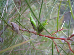 Hakea carinata