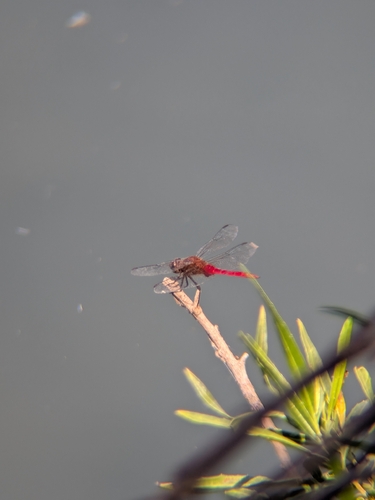 iNaturalist observation photo of Red-tailed Pennant