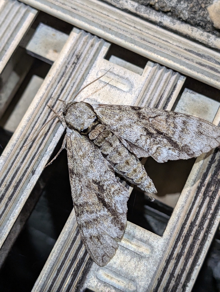 Ash Sphinx