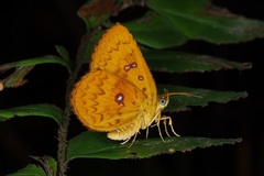 Tetragonus lycaenoides