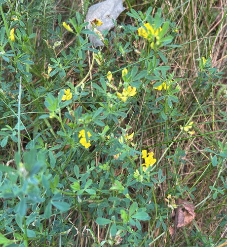sickle alfalfa