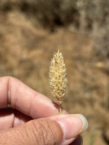 Phalaris minor, photograph 2