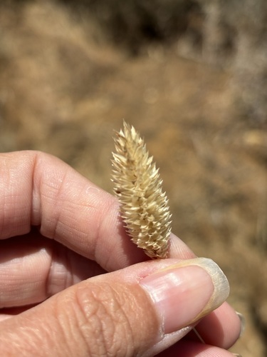 Phalaris minor, photograph 3