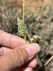 Phalaris minor