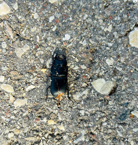 Lesser Stag Beetle