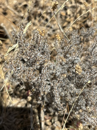 Cryptantha maritima, photograph 2