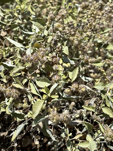 Ambrosia chenopodiifolia, photograph 2