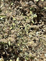 Ambrosia chenopodiifolia, photograph (c) Sula Vanderplank, some rights reserved (CC BY)