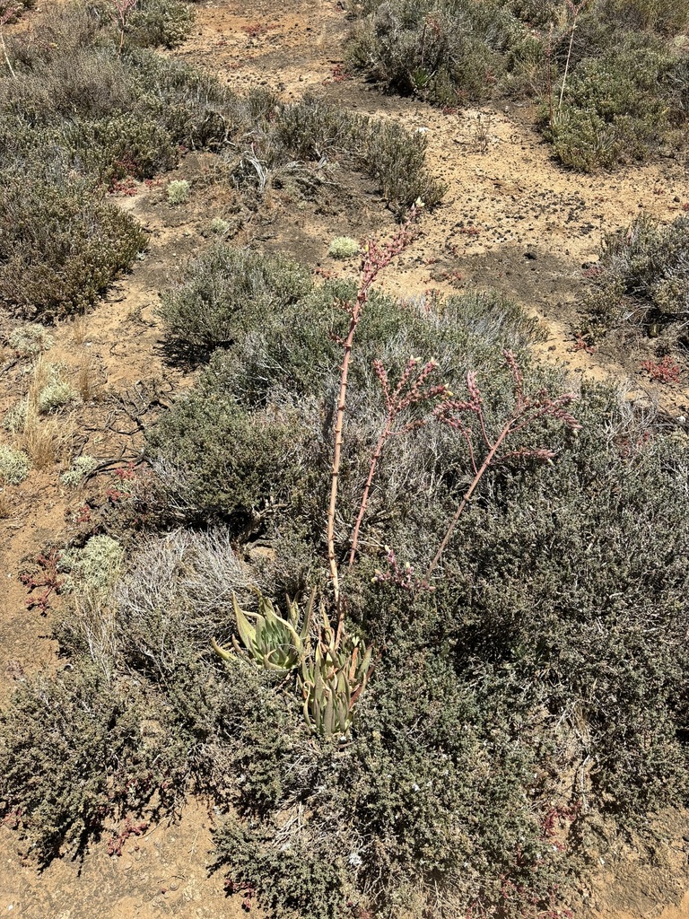 Dudleya cultrata, San Quintín, B.C., México