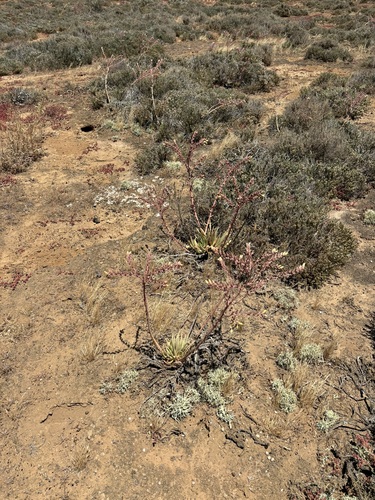 Dudleya cultrata