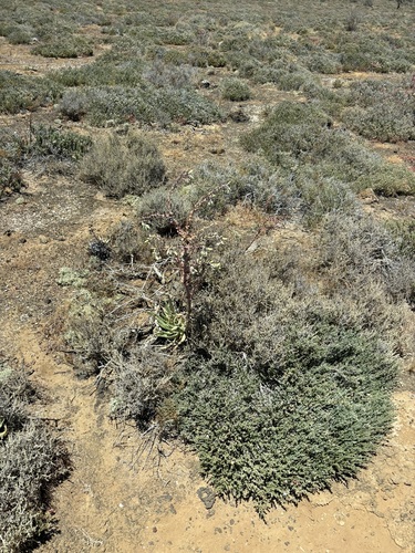 Dudleya cultrata