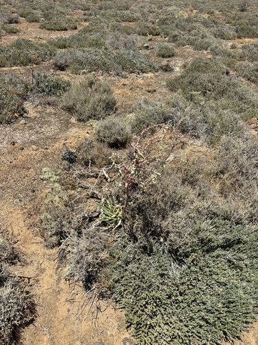 Dudleya cultrata