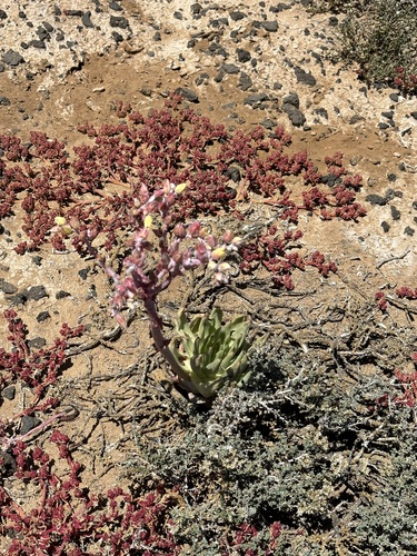 Dudleya cultrata