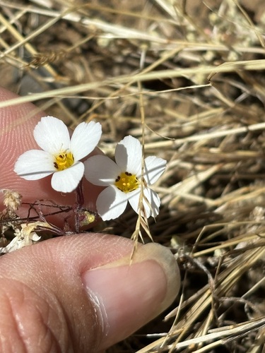 Linanthus dianthiflorus, photograph 5