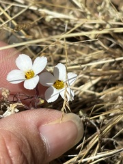 Linanthus dianthiflorus, photograph (c) Sula Vanderplank, some rights reserved (CC BY)