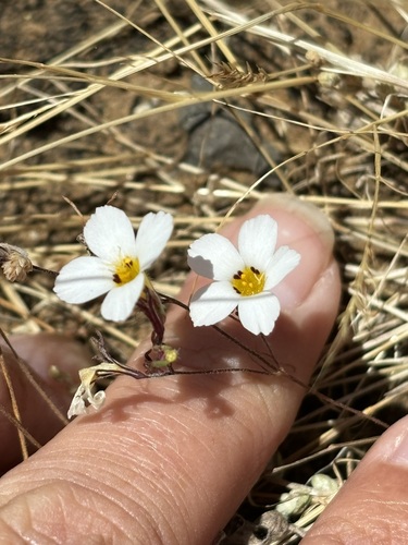 Linanthus dianthiflorus, photograph 6