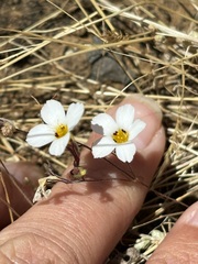 Linanthus dianthiflorus, photograph (c) Sula Vanderplank, some rights reserved (CC BY)