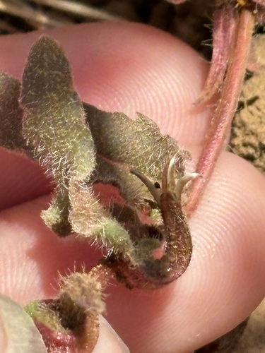 Camissoniopsis lewisii (Camissoniopsis lewisii)