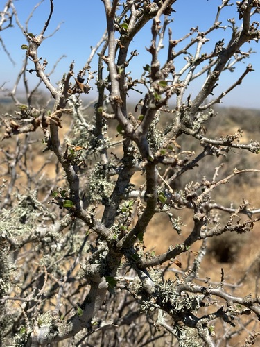 Euphorbia misera