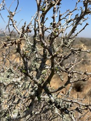 Euphorbia misera