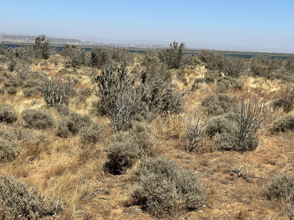 Euphorbia misera; photograph (c) Sula Vanderplank, some rights reserved (CC BY)