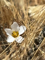 Linanthus dianthiflorus