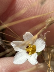 Linanthus dianthiflorus, photograph (c) Sula Vanderplank, some rights reserved (CC BY)