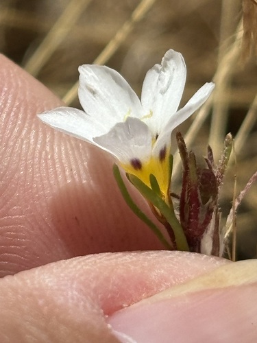 Linanthus dianthiflorus, photograph 3