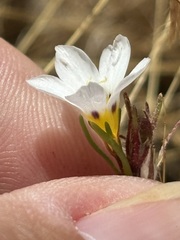 Linanthus dianthiflorus, photograph (c) Sula Vanderplank, some rights reserved (CC BY)