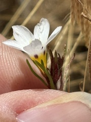 Linanthus dianthiflorus, photograph (c) Sula Vanderplank, some rights reserved (CC BY)