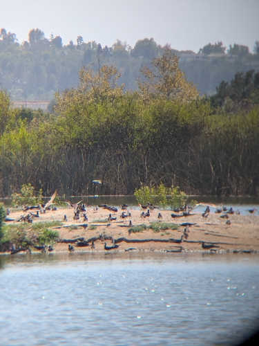 iNaturalist observation photo of Black Skimmer