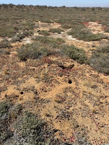 Dipodomys observed 2024-05-25