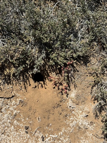 San Quintin Kangaroo Rat (Dipodomys gravipes)