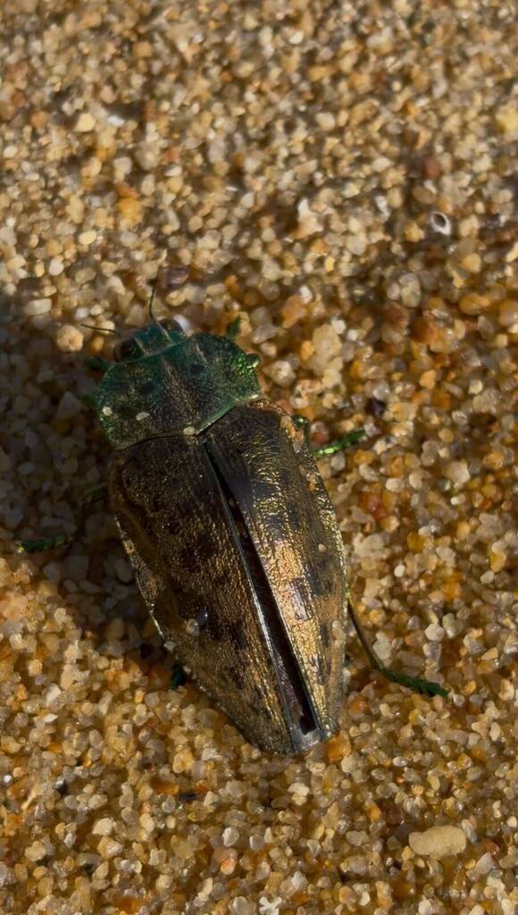 Polybothris diversicollis