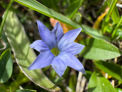 Gentiana prostrata, photograph (c) Caleb Catto, some rights reserved (CC BY)