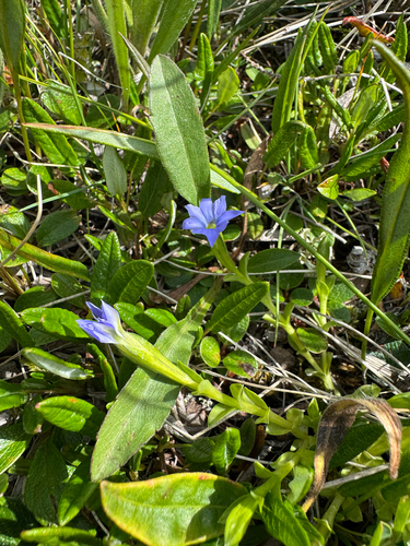 Gentiana prostrata, photograph 5