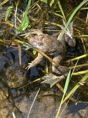 Crowned bullfrog