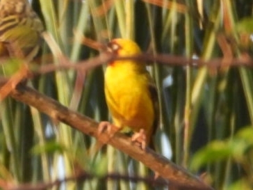 Northern Brown-throated Weaver (Ploceus castanops), photo 2