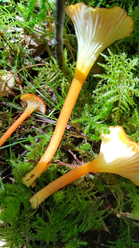 Goblet Waxcap